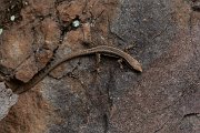DPPhotography - Maderia - Madeiran wall lizard - L