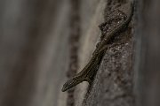 DPPhotography - Maderia - Madeiran wall lizard - M