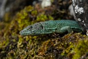 DPPhotography - Maderia - Madeiran wall lizard - P