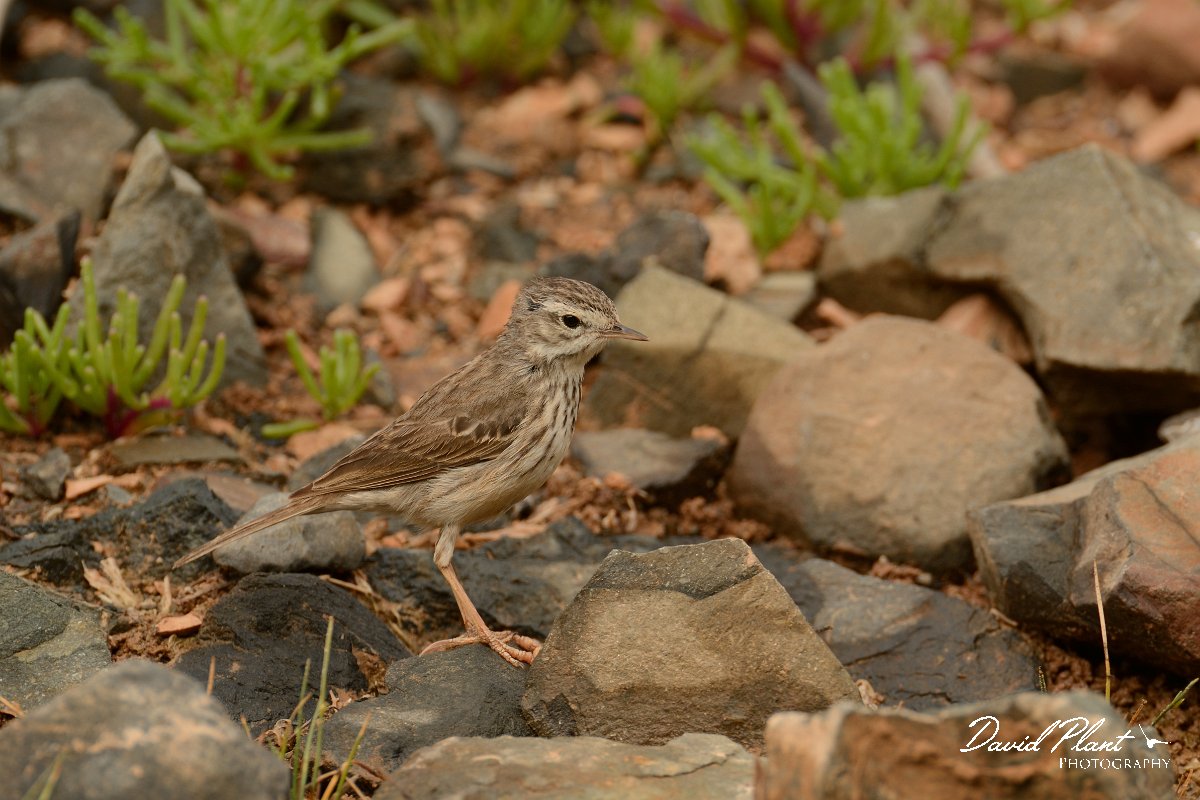 David Plant Photography - Wildlife Photography - Berthelot's pipit - A.jpg - Berthelot's pipit - Barranco de la Molinas