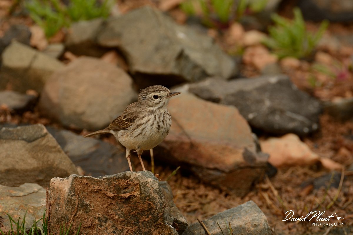 David Plant Photography - Wildlife Photography - Berthelot's pipit - B.jpg - Berthelot's pipit on rock - Barranco de la Molinas
