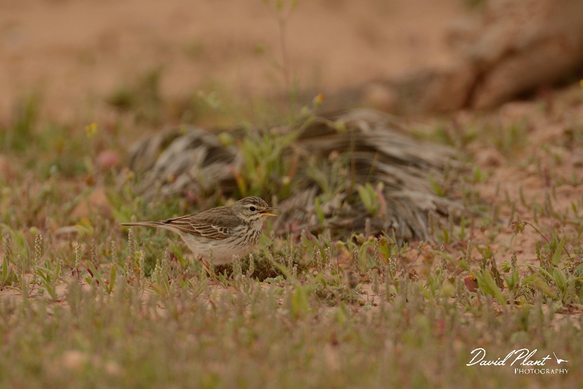 David Plant Photography - Wildlife Photography - Berthelot's pipit - D.jpg - Berthelot's pipit - Rosa de los Negrines