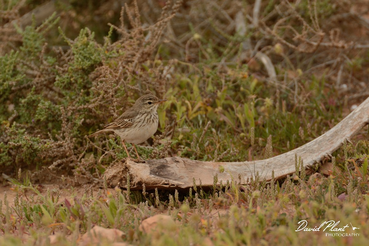 David Plant Photography - Wildlife Photography - Berthelot's pipit - E.jpg - Berthelot's pipit on perch - Rosa de los Negrines