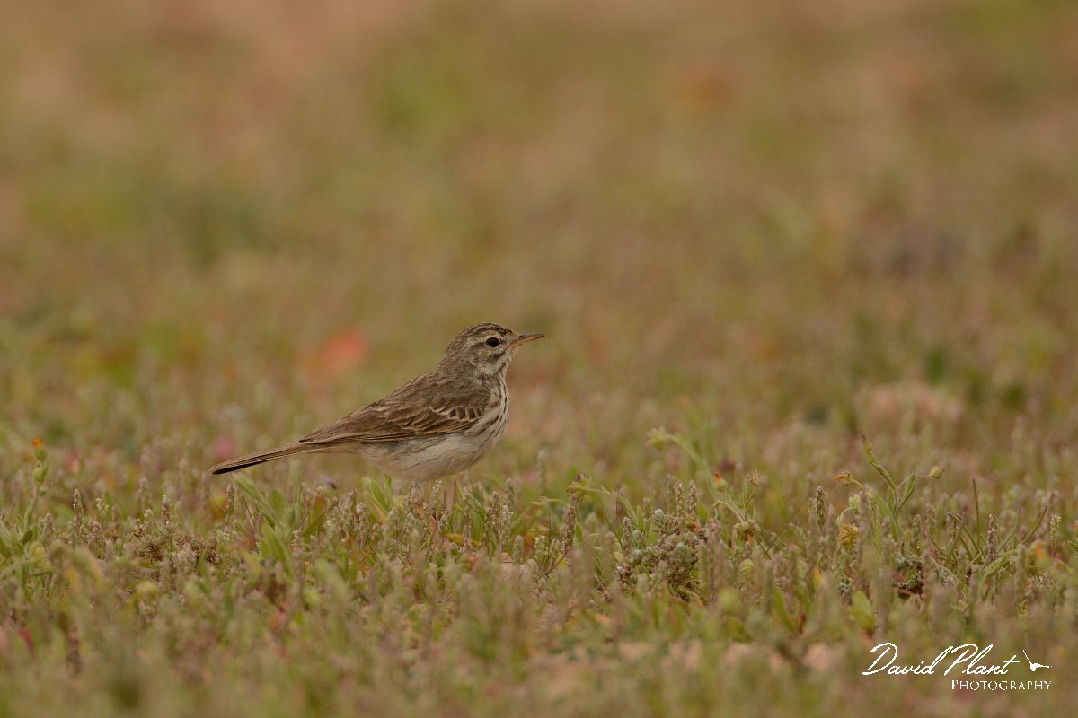 David Plant Photography - Wildlife Photography - Berthelot's pipit - F.jpg - Berthelot's pipit - Rosa de los Negrines
