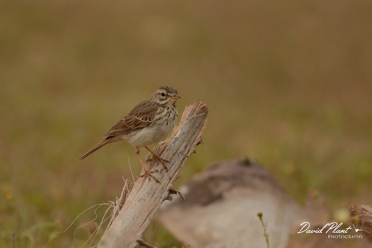 David Plant Photography - Wildlife Photography - Berthelot's pipit - G.jpg - Berthelot's pipit on perch - Rosa de los Negrines