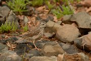 David Plant Photography - Wildlife Photography - Berthelot's pipit - A