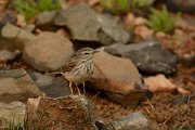 David Plant Photography - Wildlife Photography - Berthelot's pipit - B
