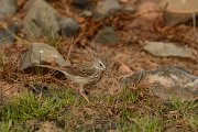 David Plant Photography - Wildlife Photography - Berthelot's pipit - C