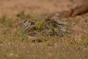 David Plant Photography - Wildlife Photography - Berthelot's pipit - D