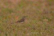 David Plant Photography - Wildlife Photography - Berthelot's pipit - F