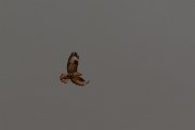 David Plant Photography - Wildlife Photography - Canarian buzzard - A