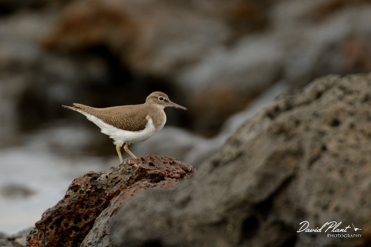 David Plant Photography - Wildlife Photography - Common sandpiper - A.jpg - Common sandpiper on rocks - Caleta del Rio, El Cotillo