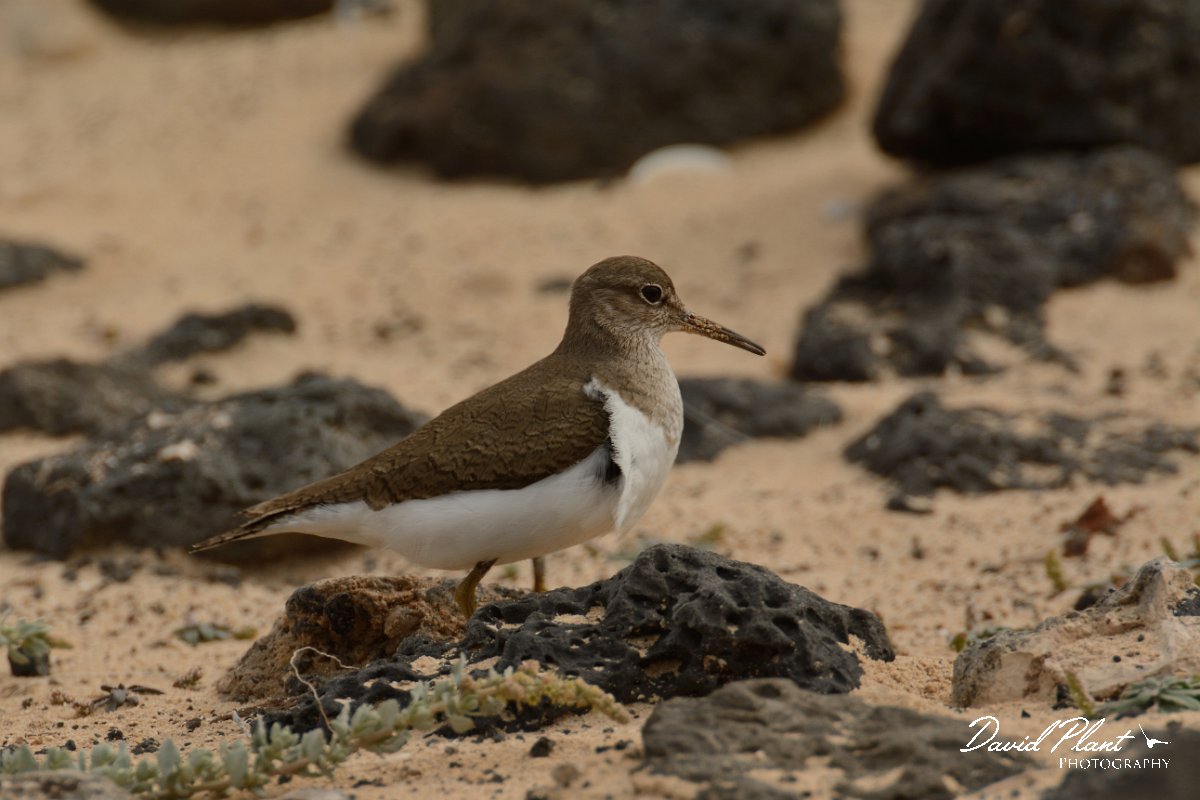 David Plant Photography - Wildlife Photography - Common sandpiper - C.jpg - Common sandpiper - Caleta del Rio, El Cotillo