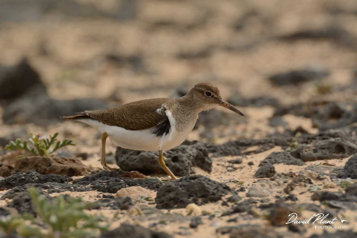 David Plant Photography - Wildlife Photography - Common sandpiper - D.jpg - Common sandpiper - Caleta del Rio, El Cotillo