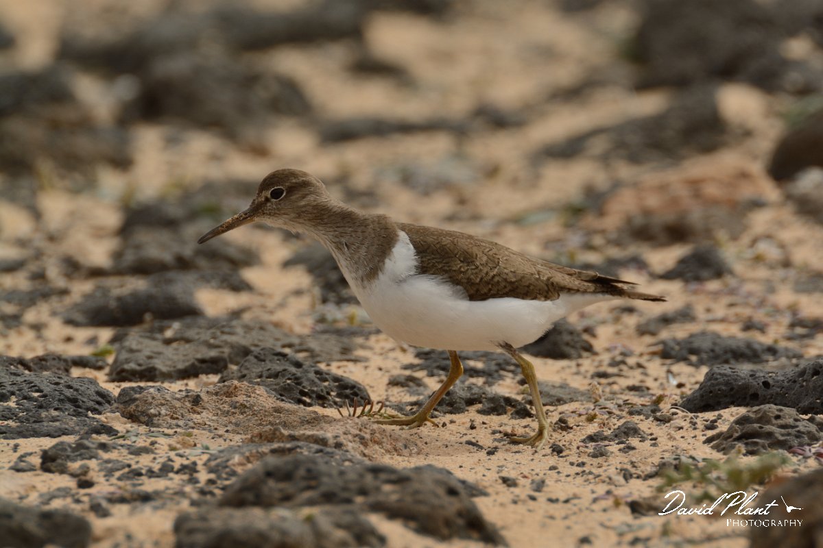 David Plant Photography - Wildlife Photography - Common sandpiper - E.jpg - Common sandpiper stretching neck - Caleta del Rio, El Cotillo