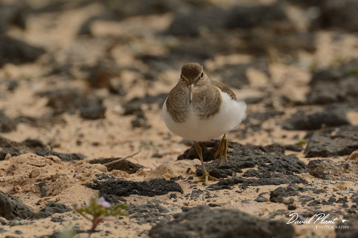 David Plant Photography - Wildlife Photography - Common sandpiper - F.jpg - Common sandpiper - Caleta del Rio, El Cotillo