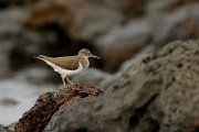 David Plant Photography - Wildlife Photography - Common sandpiper - A