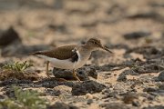 David Plant Photography - Wildlife Photography - Common sandpiper - D