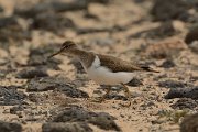 David Plant Photography - Wildlife Photography - Common sandpiper - E