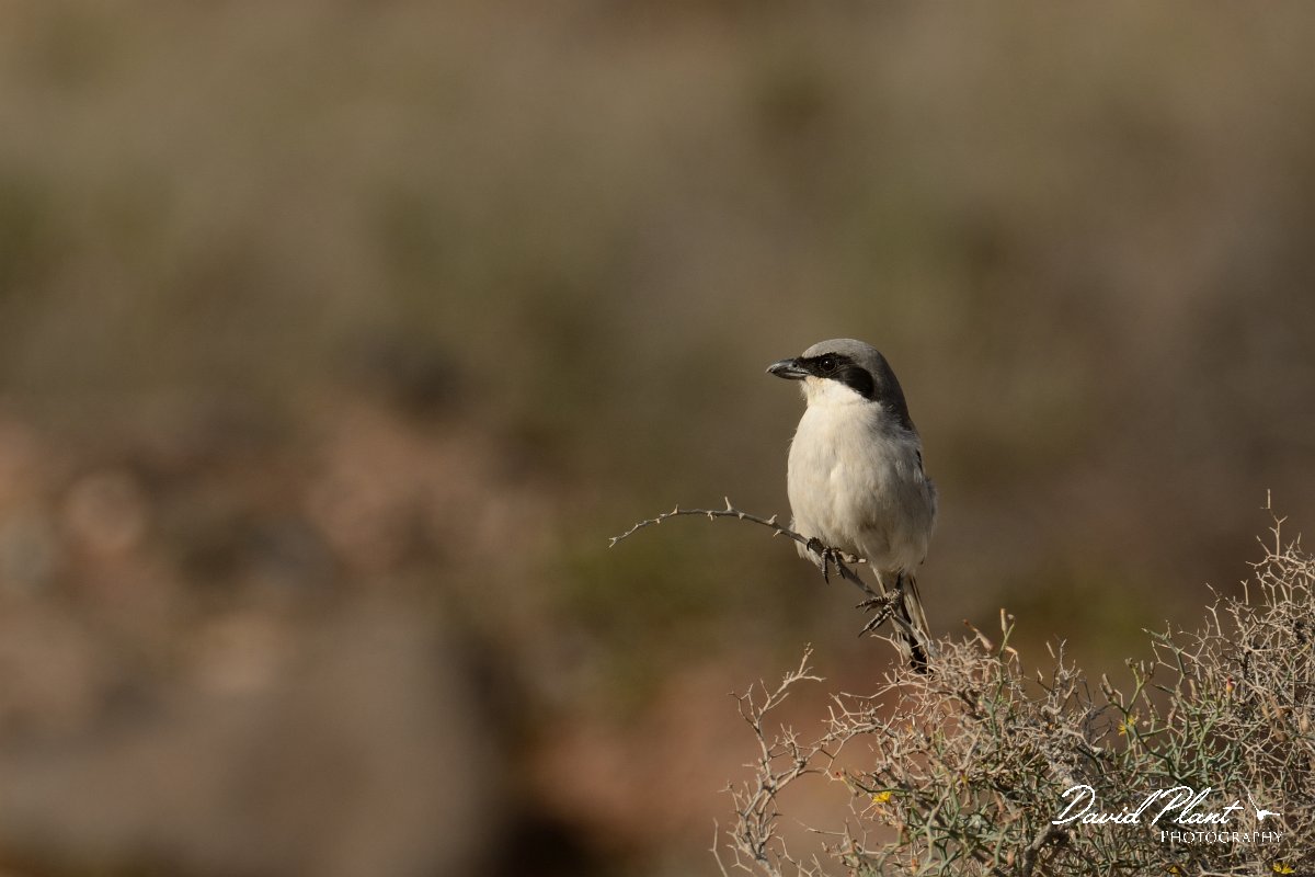 David Plant Photography - Wildlife Photography - Southern grey shrike - B.jpg - Desert grey shrike, koenigi - Barranco de Torre