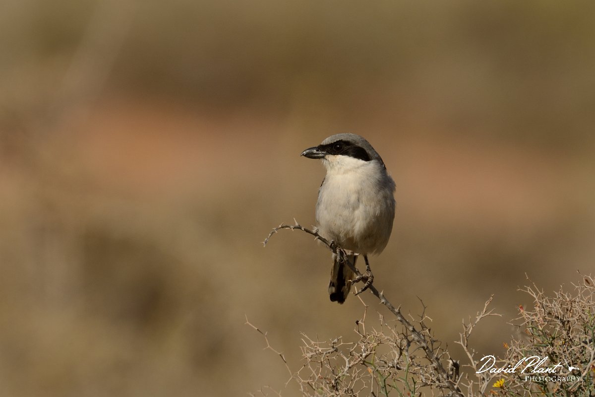 David Plant Photography - Wildlife Photography - Southern grey shrike - C.jpg - Desert grey shrike, koenigi - Barranco de Torre