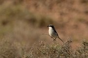 David Plant Photography - Wildlife Photography - Southern grey shrike - A