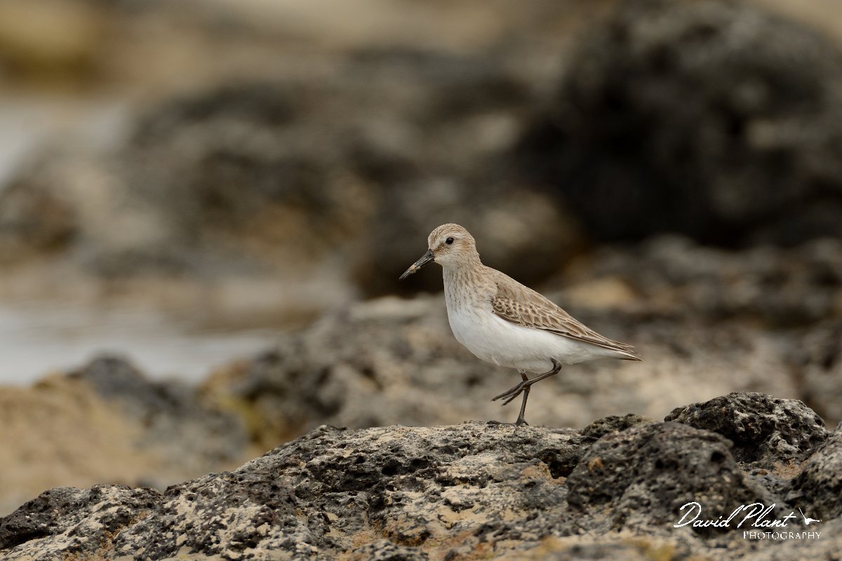 David Plant Photography - Wildlife Photography - Dunlin - A.jpg - Dunlin - Caleta del Rio, El Cotillo