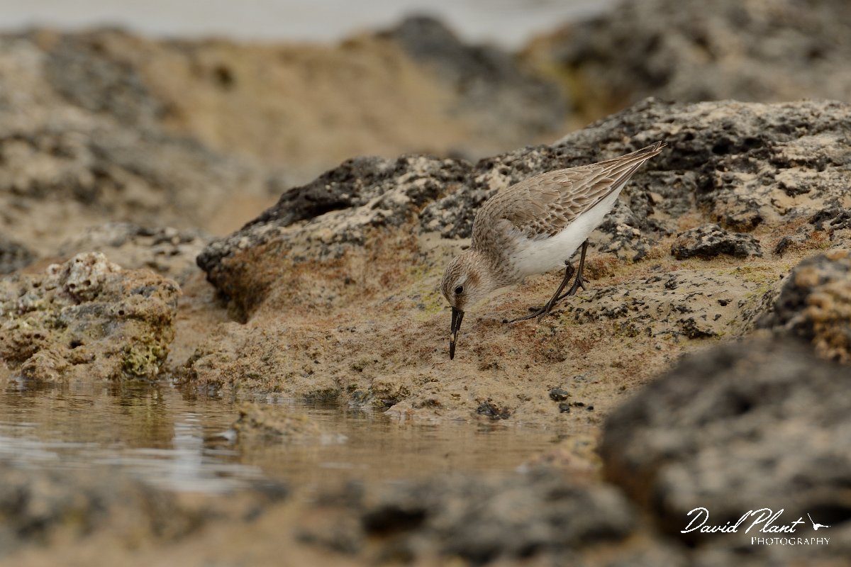 David Plant Photography - Wildlife Photography - Dunlin - B.jpg - Dunlin - Caleta del Rio, El Cotillo