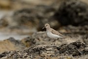 David Plant Photography - Wildlife Photography - Dunlin - A