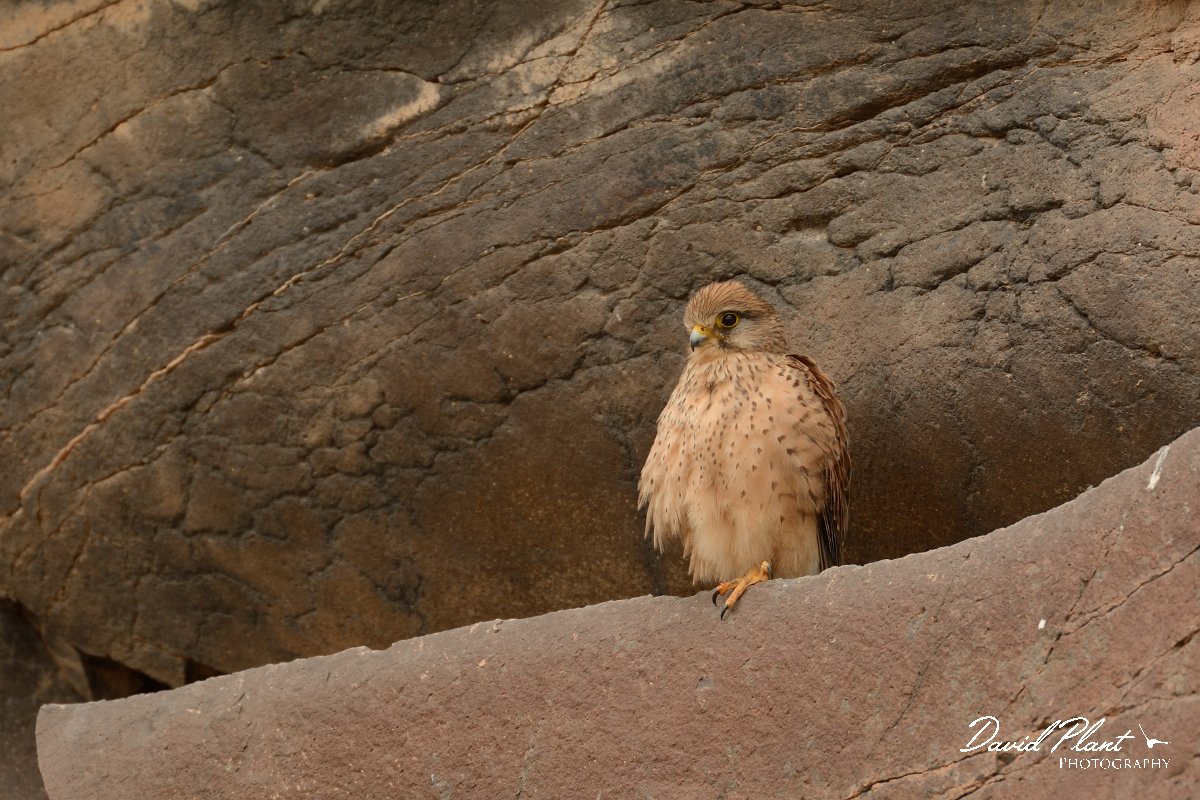 David Plant Photography - Wildlife Photography - Eastern canarian kestrel - A.jpg - Eastern Canarian kestrel, female - Barranco de Torre