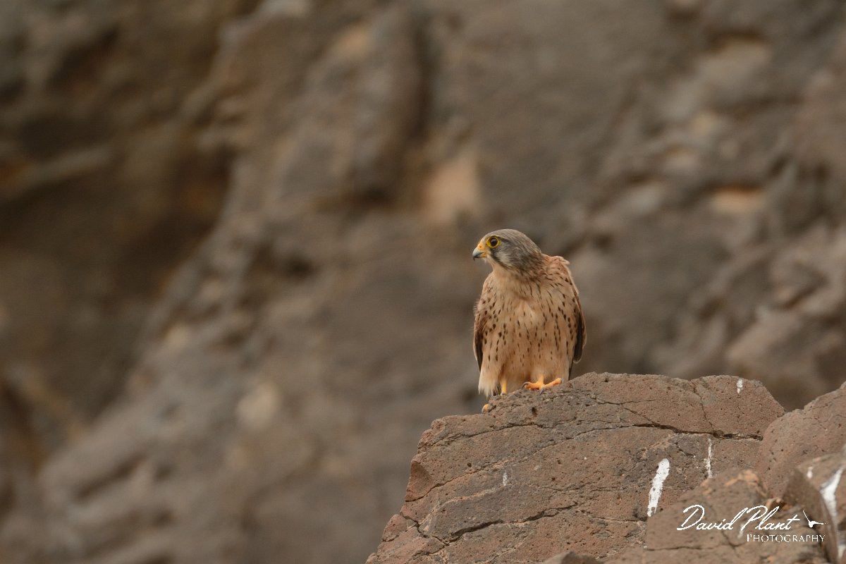 David Plant Photography - Wildlife Photography - Eastern canarian kestrel - C.jpg - Eastern Canarian kestrel, male - Barranco de Torre
