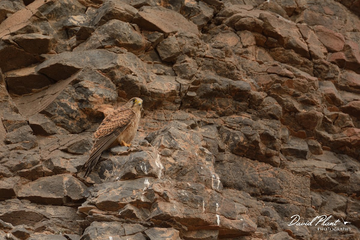 David Plant Photography - Wildlife Photography - Eastern canarian kestrel - F.jpg - Eastern Canarian kestrel - Barranco de Torre