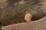 David Plant Photography - Wildlife Photography - Eastern canarian kestrel - A