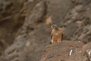 David Plant Photography - Wildlife Photography - Eastern canarian kestrel - C
