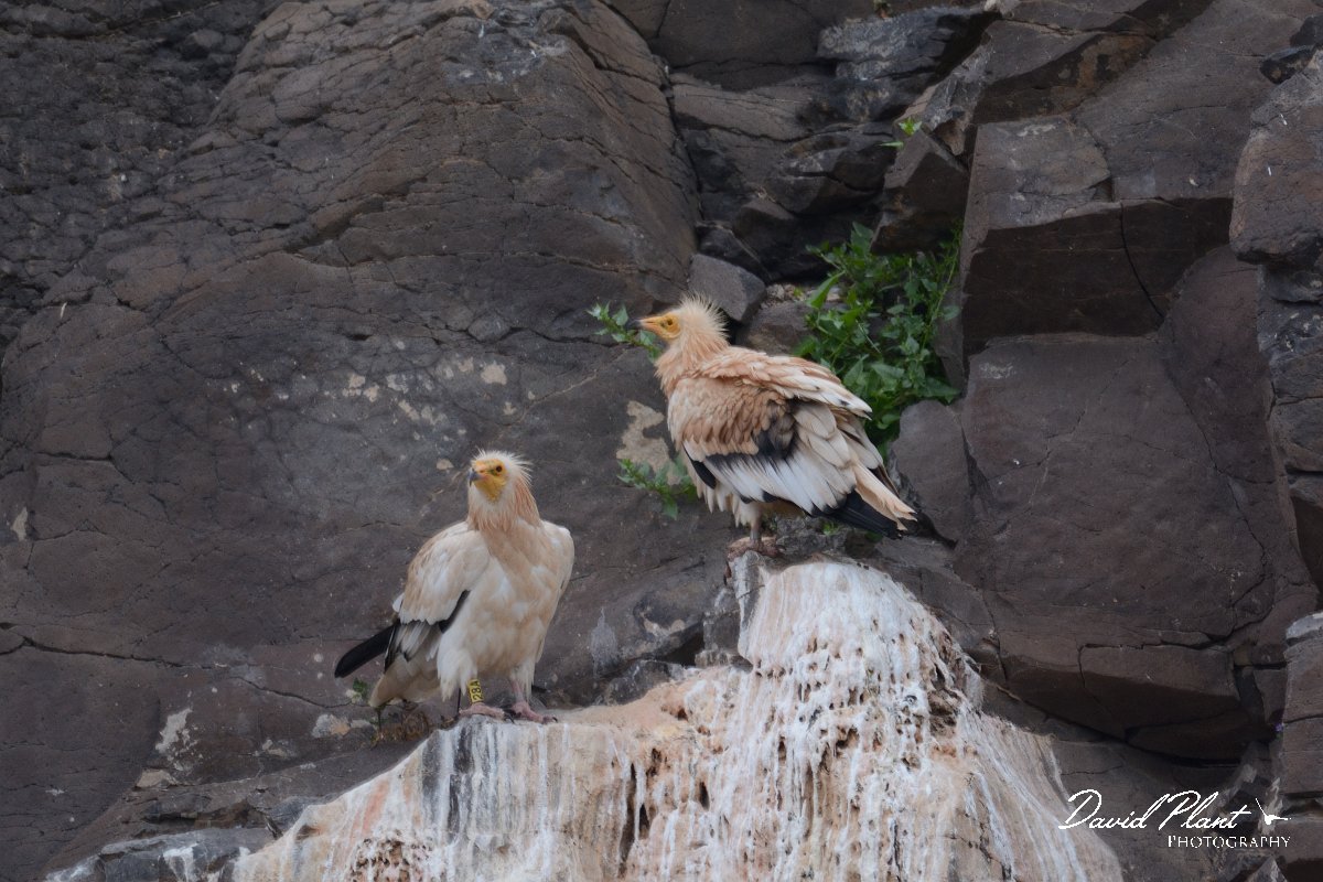 David Plant Photography - Wildlife Photography - Egyptian vulture - A.jpg - Egyptian vulture pair - Barranco de Torre