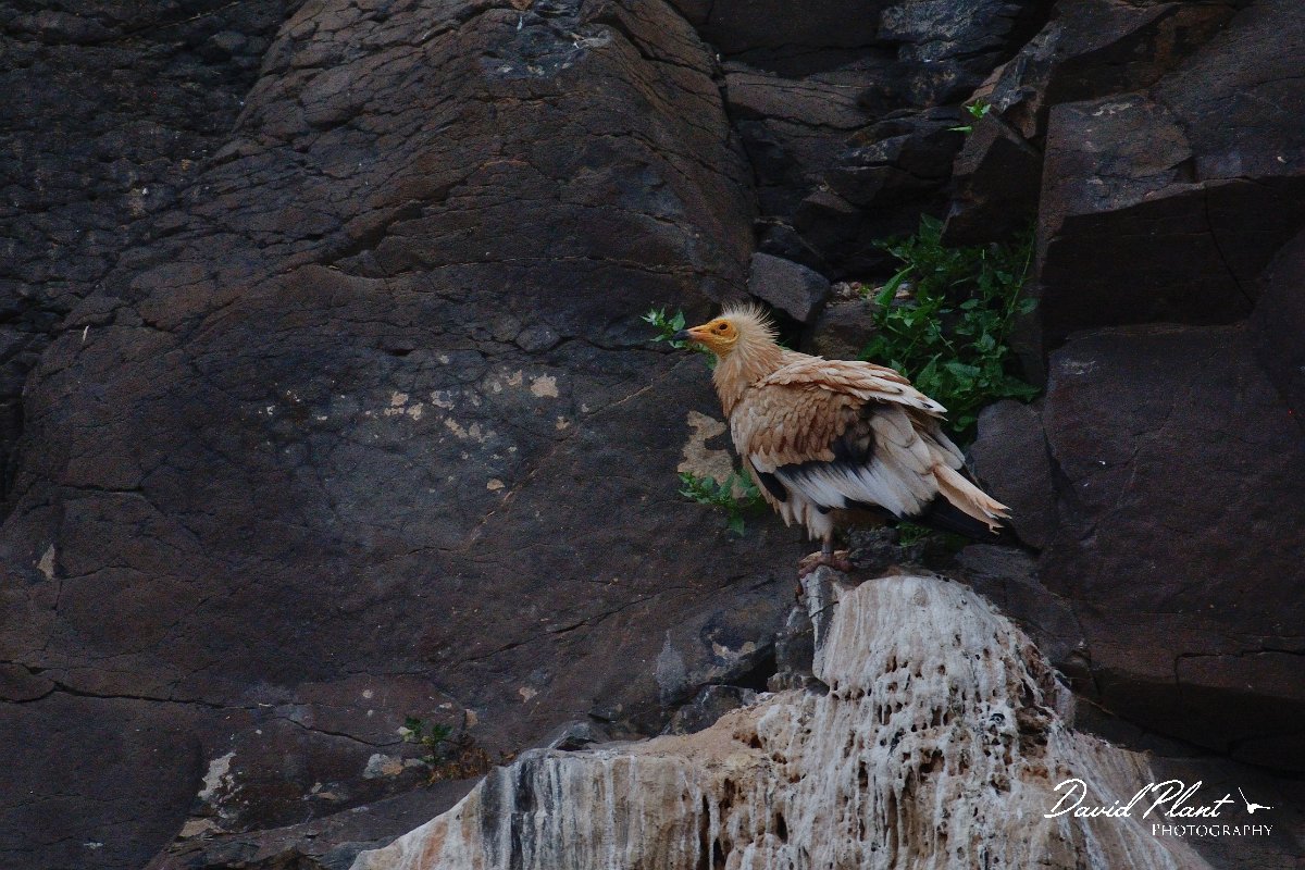 David Plant Photography - Wildlife Photography - Egyptian vulture - B.jpg - Egyptian vulture - Barranco de Torre