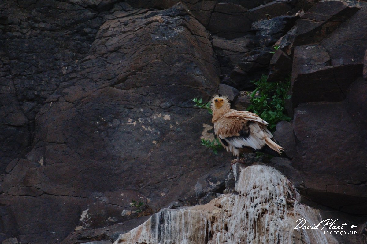 David Plant Photography - Wildlife Photography - Egyptian vulture - C.jpg - Egyptian vulture - Barranco de Torre