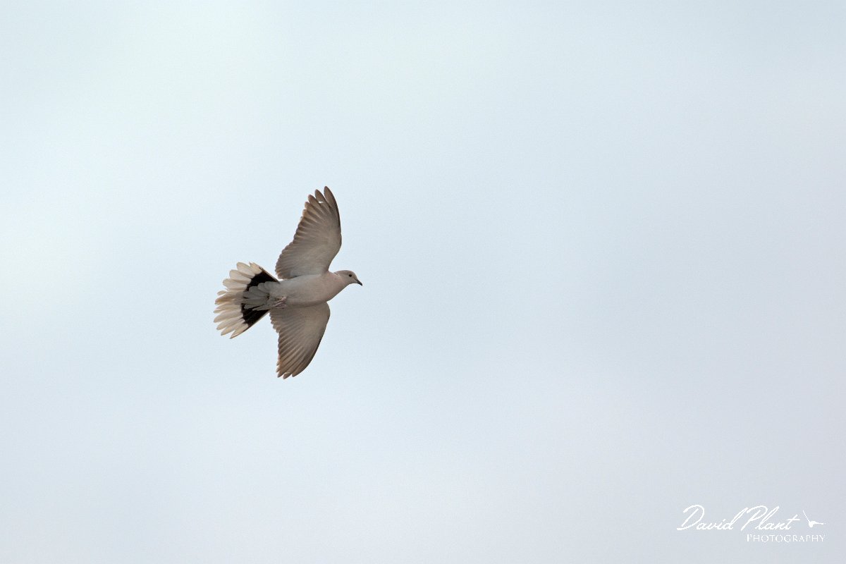 David Plant Photography - Wildlife Photography - Eurasian collared dove - C.jpg - Eurasian collared dove in flight - Barranco de Esquinzo