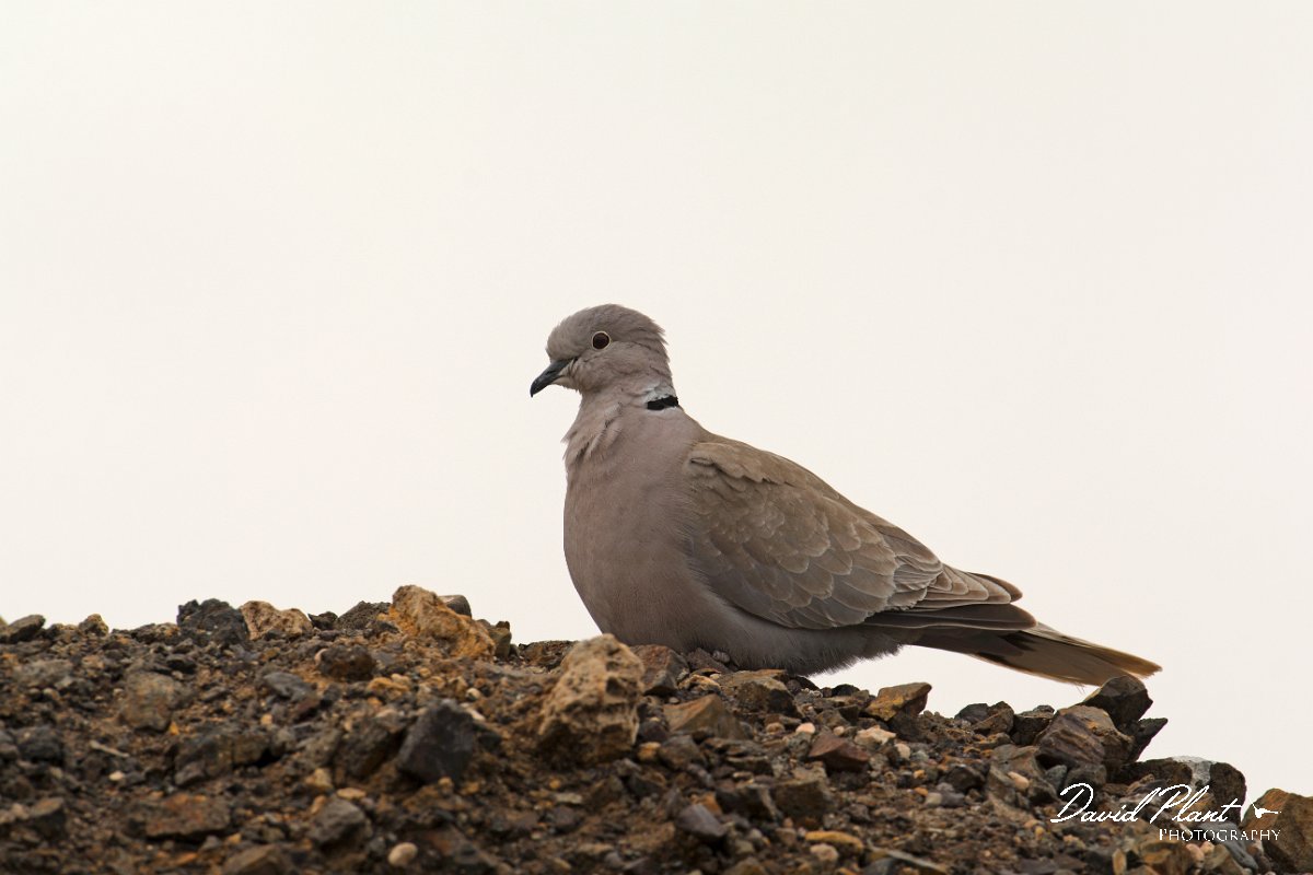David Plant Photography - Wildlife Photography - Eurasian collared dove - E.jpg - Eurasian collared dove - Barranco de Esquinzo