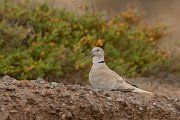 David Plant Photography - Wildlife Photography - Eurasian collared dove - D