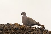 David Plant Photography - Wildlife Photography - Eurasian collared dove - E