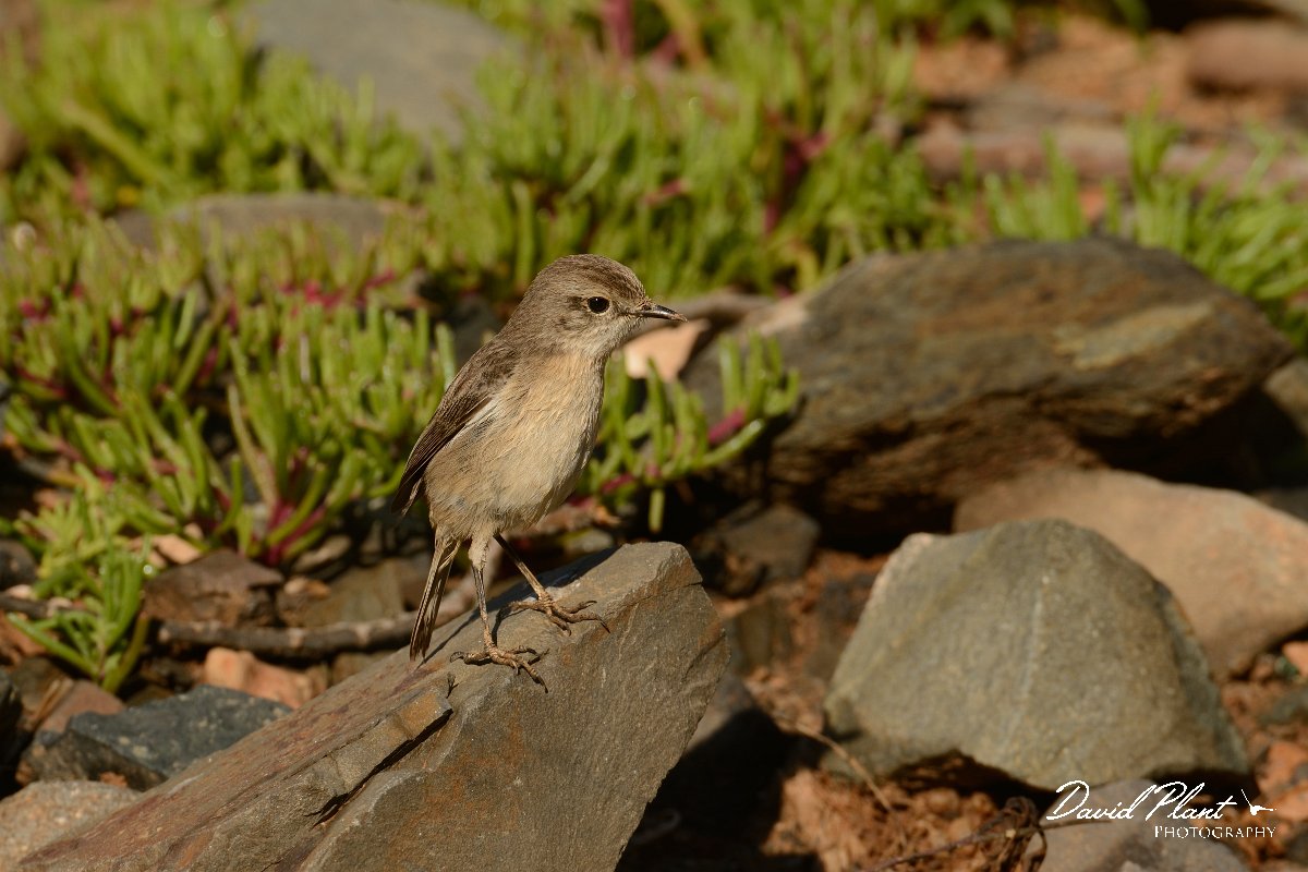 David Plant Photography - Wildlife Photography - Fuerteventura chat - A.jpg - Fuerteventura chat, female - Barranco de la Molinas