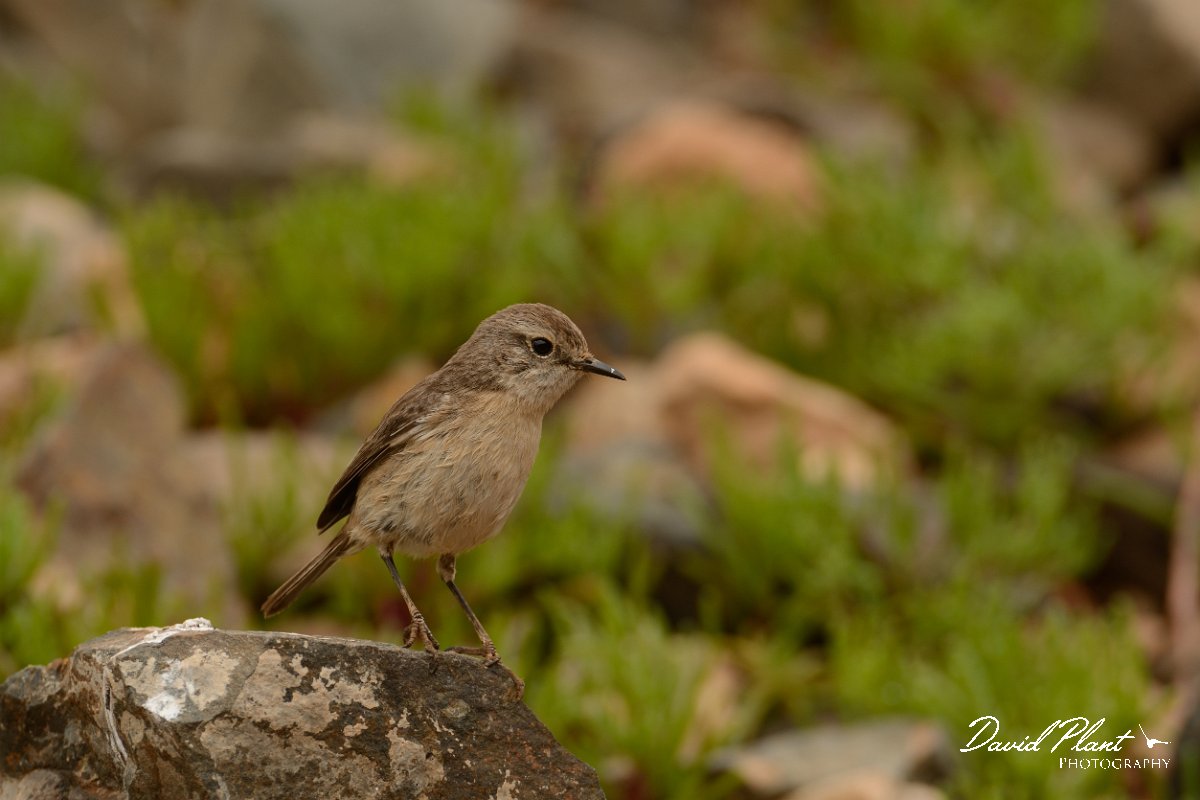 David Plant Photography - Wildlife Photography - Fuerteventura chat - D.jpg - Fuerteventura chat, female - Barranco de la Molinas