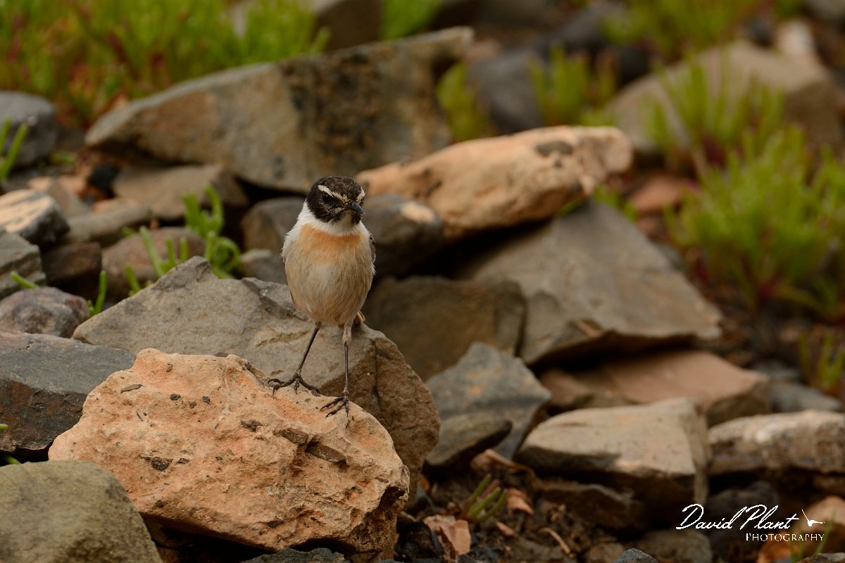 David Plant Photography - Wildlife Photography - Fuerteventura chat - E.jpg - Fuerteventura chat, male - Barranco de la Molinas