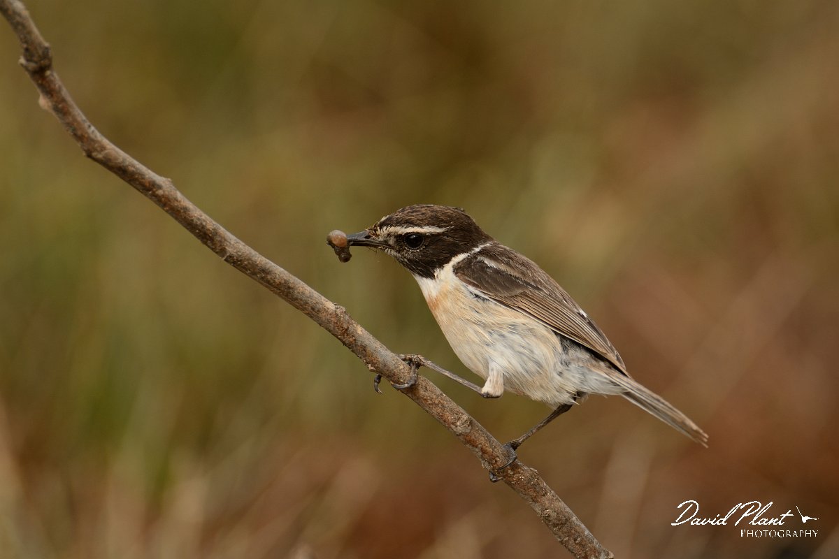 David Plant Photography - Wildlife Photography - Fuerteventura chat - F.jpg - Fuerteventura chat, male with grub - Barranco de la Molinas