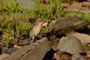 David Plant Photography - Wildlife Photography - Fuerteventura chat - A