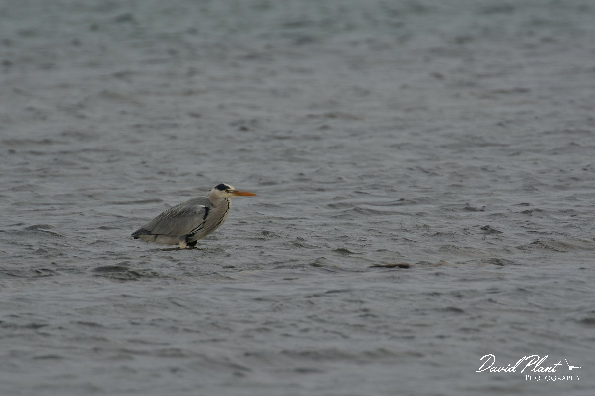 David Plant Photography - Wildlife Photography - Grey heron - A.jpg - Grey heron - Caleta del Rio, El Cotillo