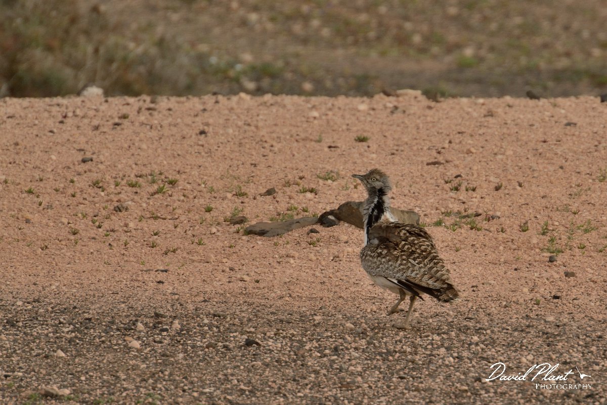 David Plant Photography - Wildlife Photography - Houbara bustard - A.jpg - Houbara bustard - Barranco de la Montana, La Oliva