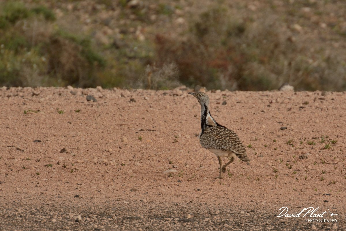 David Plant Photography - Wildlife Photography - Houbara bustard - B.jpg - Houbara bustard - Barranco de la Montana, La Oliva