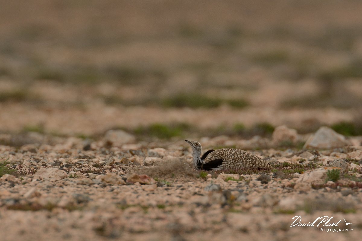 David Plant Photography - Wildlife Photography - Houbara bustard - C.jpg - Houbara bustard hiding - El Cotillo stony plain